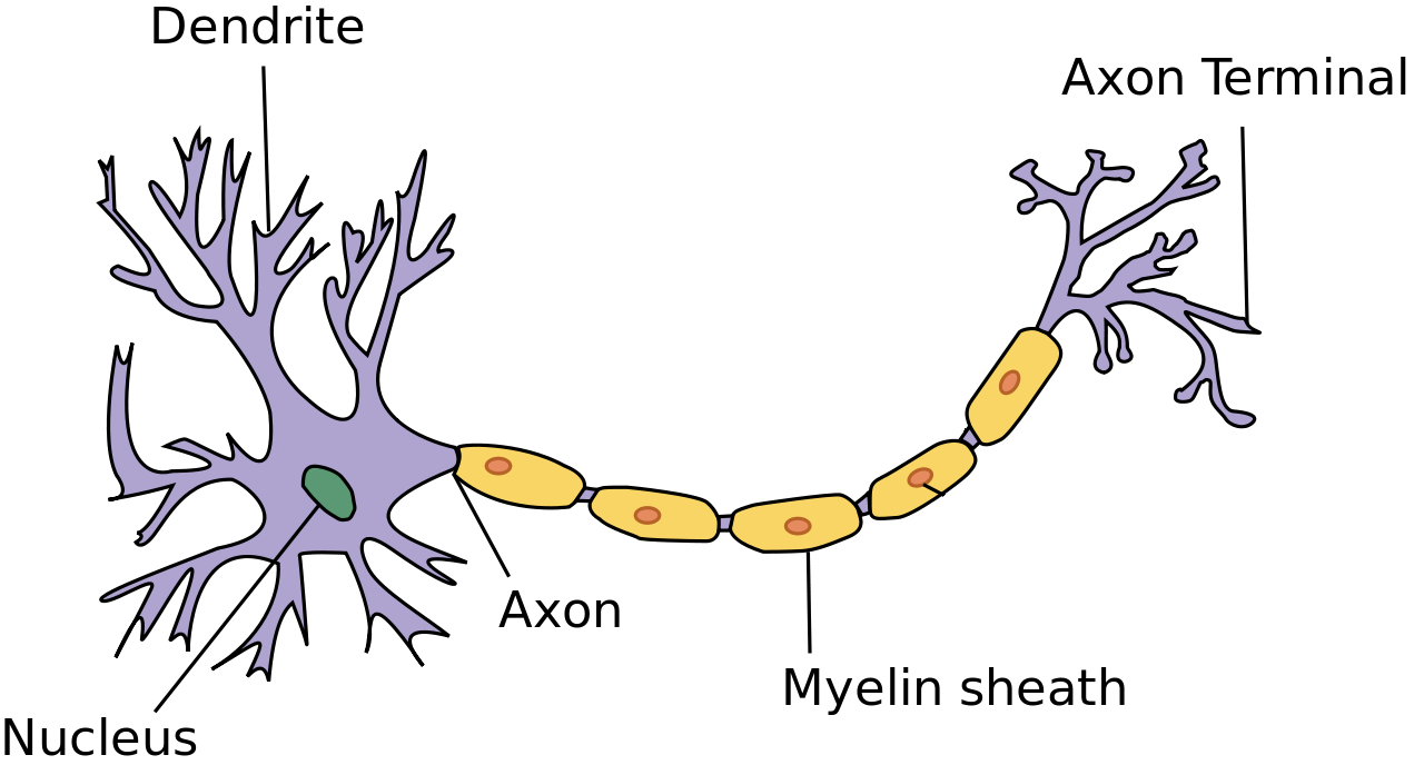 bioneuron